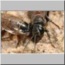 Tachysphex obscuripennis - Grabwespe w04 10mm mit Schabe beim Nesteintrag.jpg